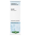 OLIVO SOLUZIONE IDROALCOLICA 50 ML EBV