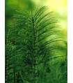 TSA EQUISETUM ARVENSE 50 ML