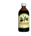 PIANTAGGINE SCIROPPO 200 ML