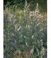 TSA ARTEMISIA VULGARIS 50 ML